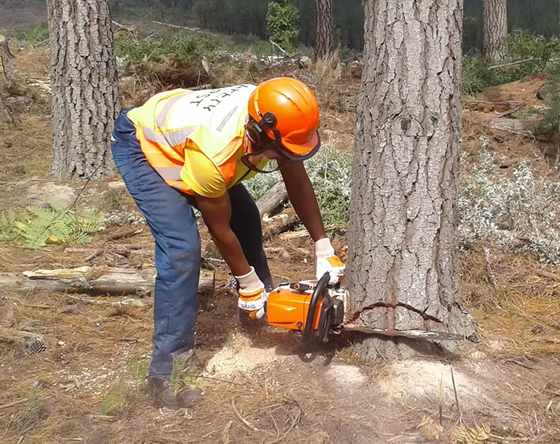 Chainsaw Operator cutting down tree