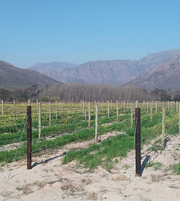 Vineyard poles installed in trellising system