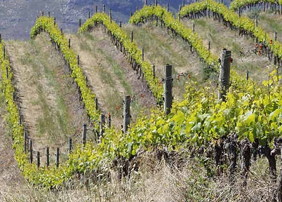 Vineyard poles installed in trellising system