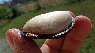 Miniaturbild: Entada rheedii, Afrikanisches Traumkraut