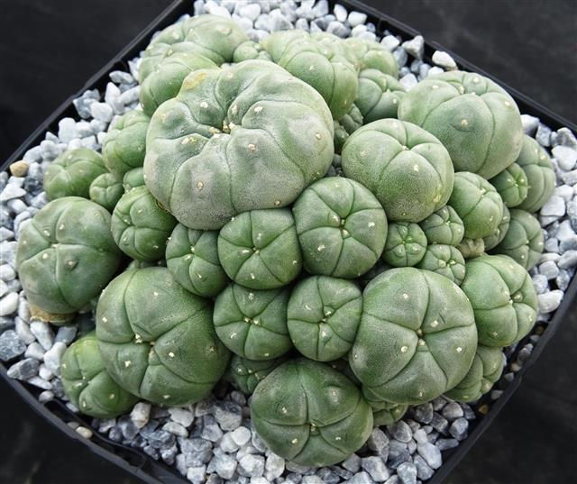 Miniaturbild: Lophophora williamsii Peyote