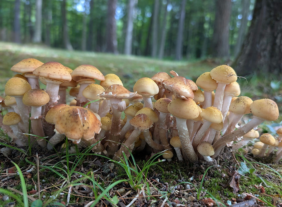 Boscawen  walk