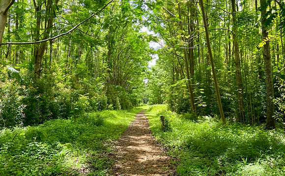 Guided walking meditation through Wai Koa forest trail on Kauai. Excellent for forest bathing.