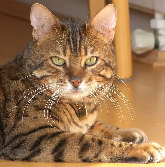 Bengal