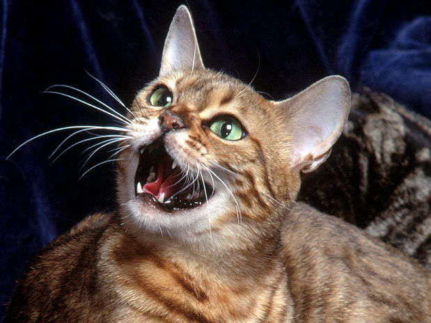 Bengal