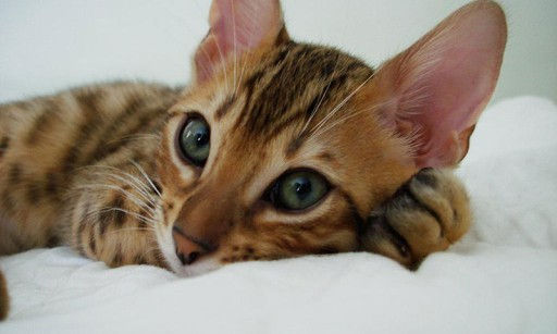 Bengal