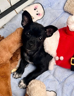 WhatsApp Image 2026-04-12 at 13.24.30.jpeg