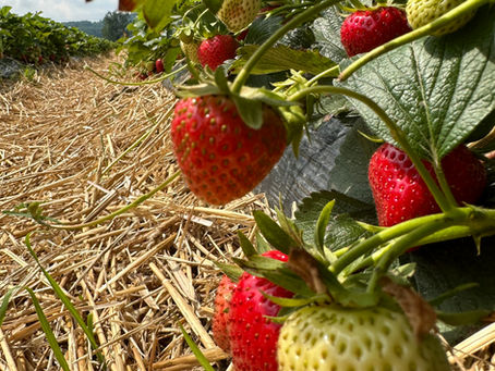 ERDBEEREN