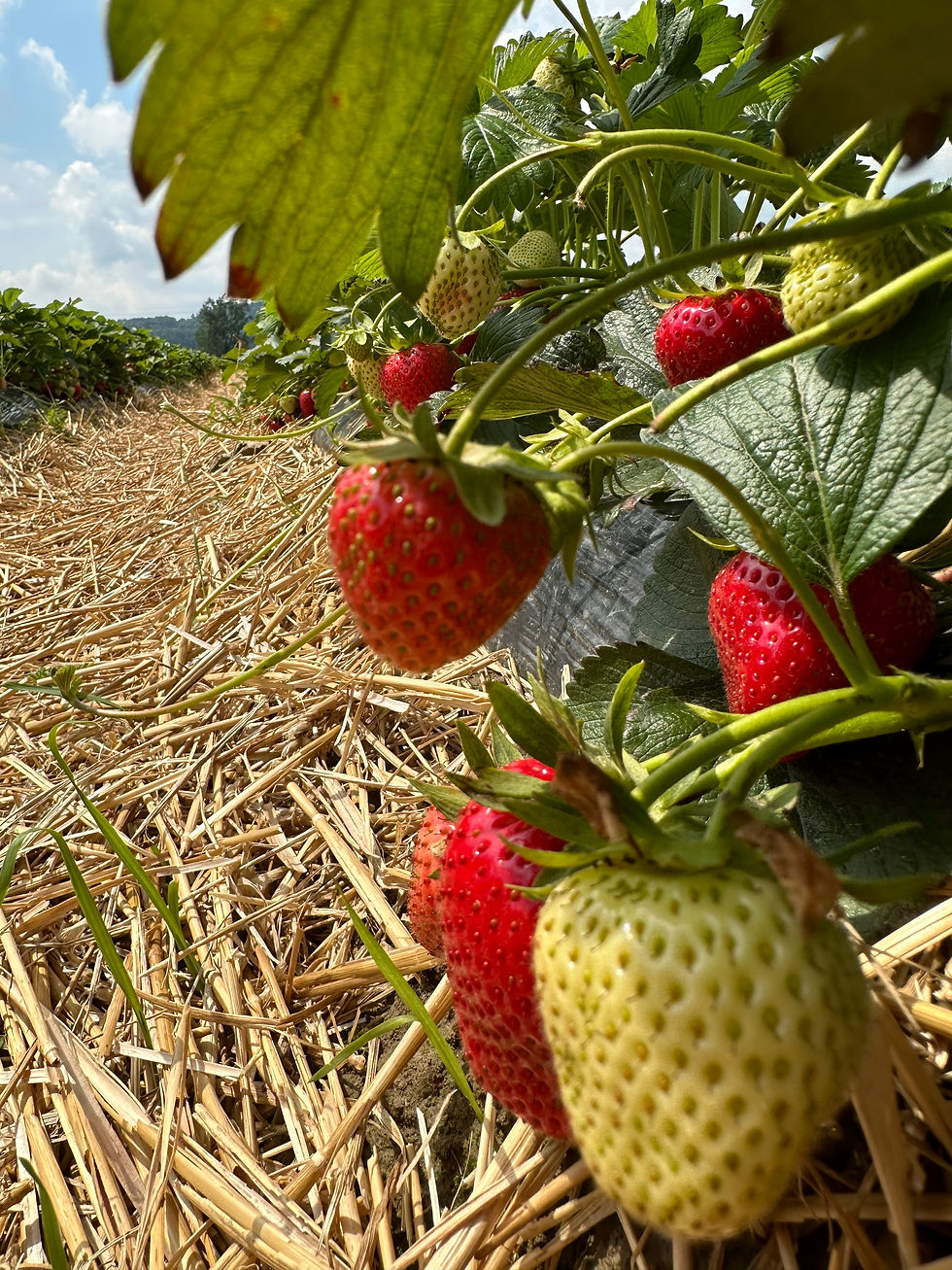 ERDBEEREN