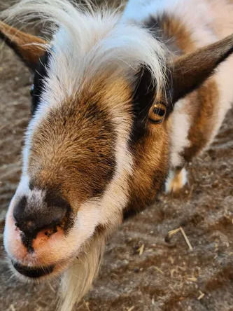 Spice at Sammamish Animal Sanctuary