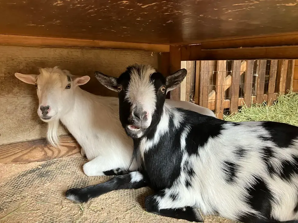 Mac and Jack at Sammamish Animal Sanctuary