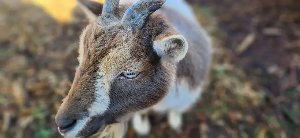 Petunia at Sammamish Animal Sanctuary