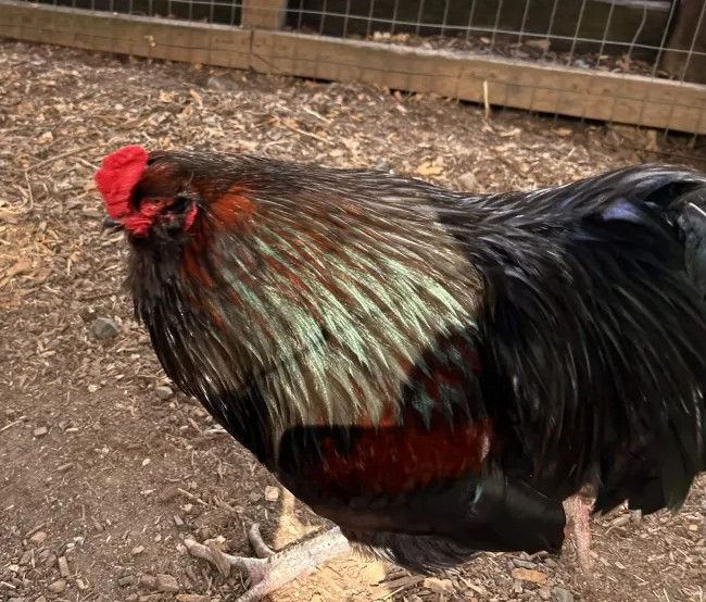 Sunny and Miss Purple at Sammamish Animal Sanctuary