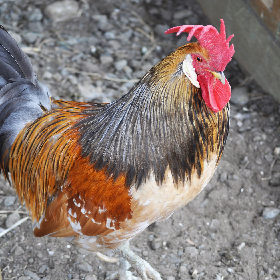 Whiskey at Sammamish Animal Sanctuary