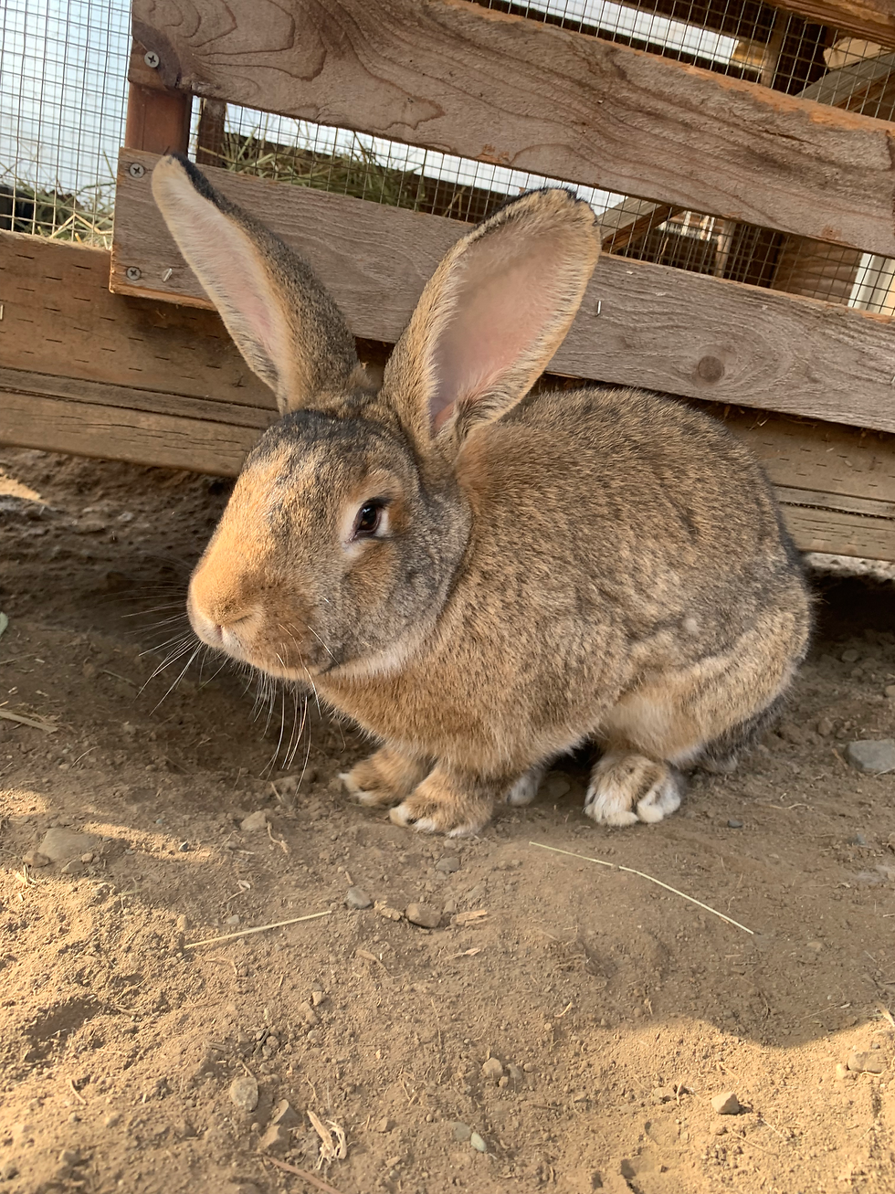 Nutmeg at Sammamish Animal Sanctuary