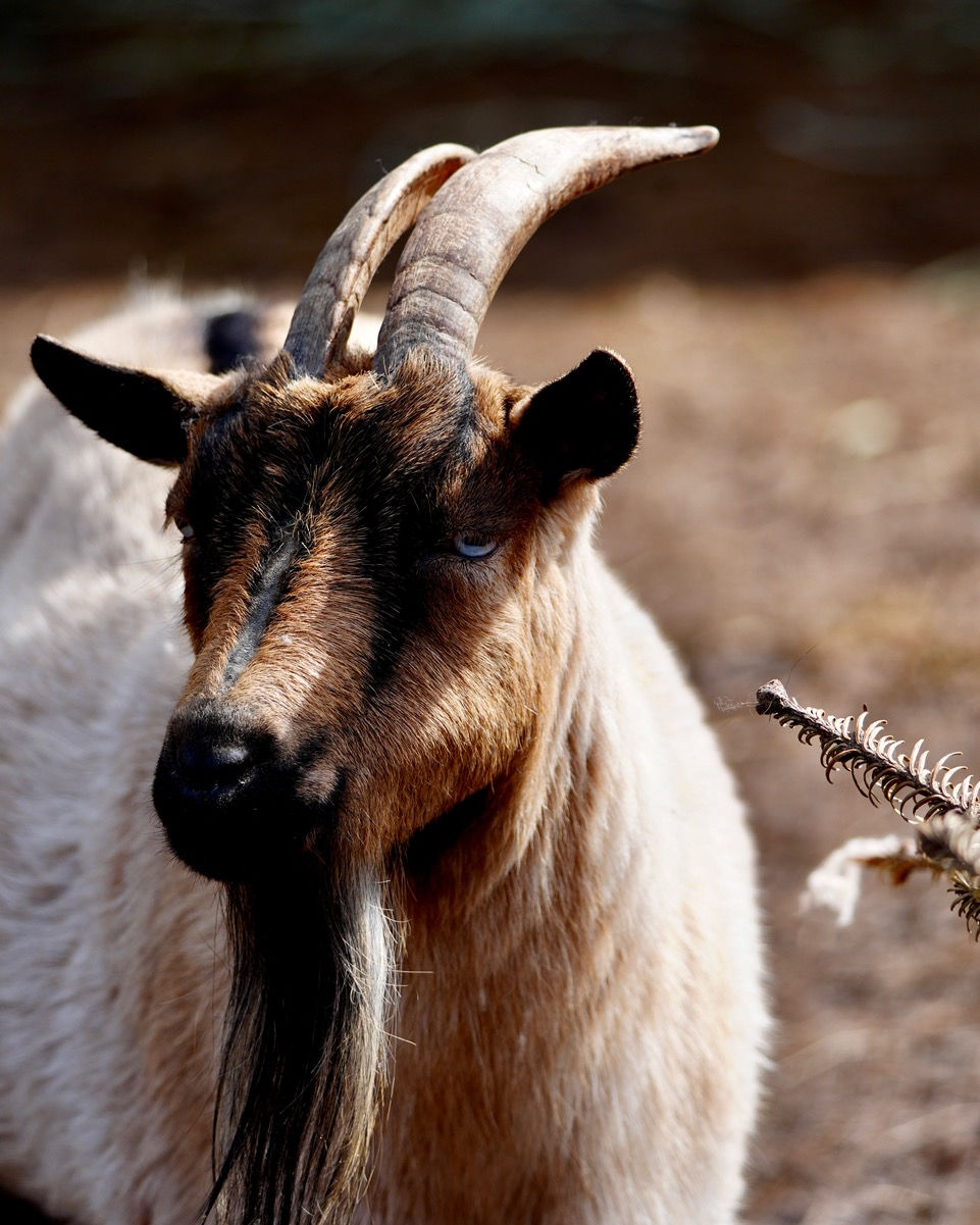 Jasmine at Sammamish Animal Sanctuary