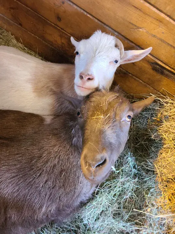 Lightning and McQueen at Sammamish Animal Sanctuary