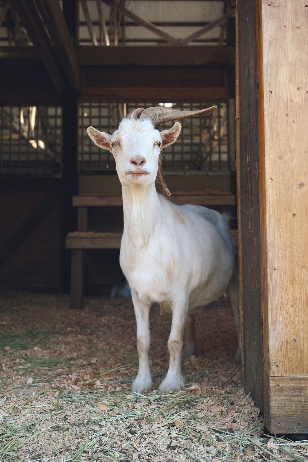Dip at Sammamish Animal Sanctuary