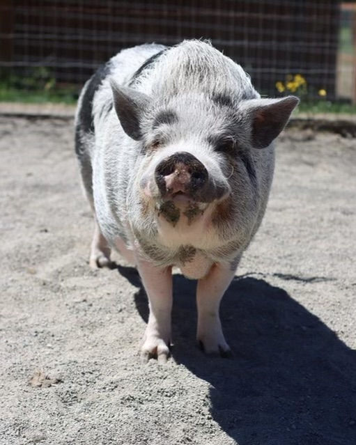 Willy at Sammamish Animal Sanctuary