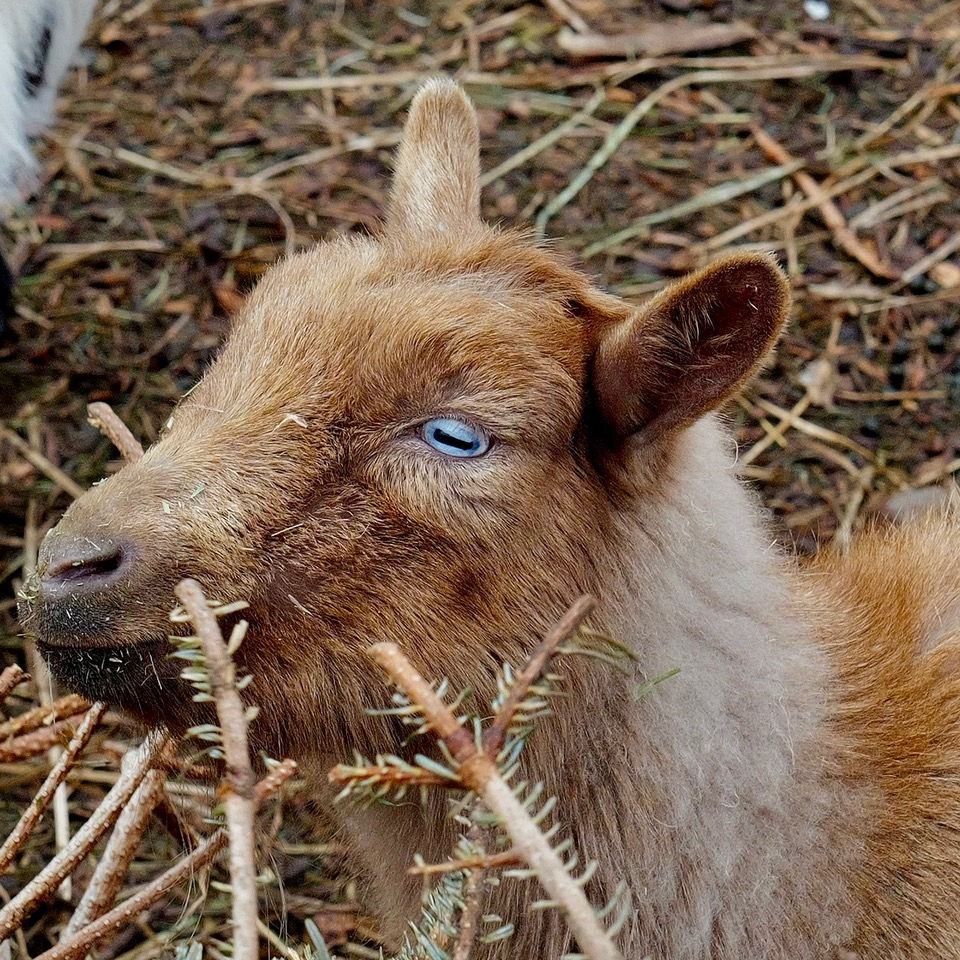 Primrose at Sammamish Animal Sanctuary
