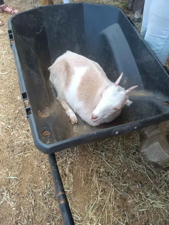 Buttercup at Sammamish Animal Sanctuary