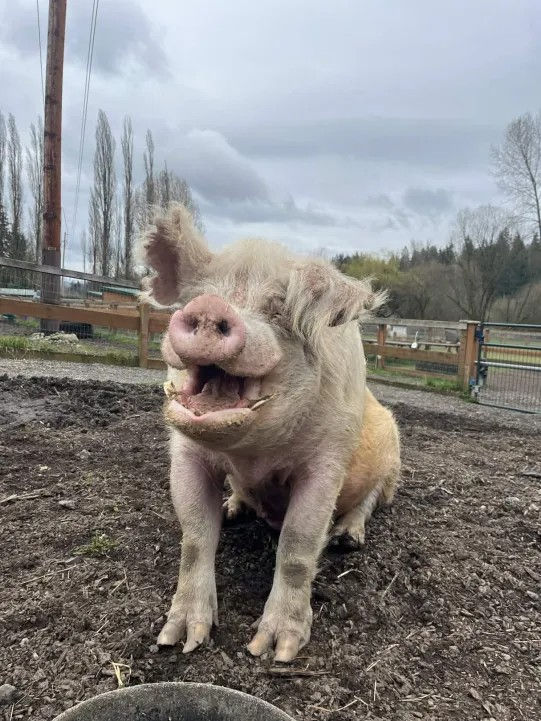 Hamilton at Sammamish Animal Sanctuary