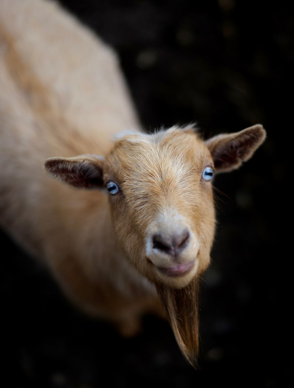 Violet at Sammamish Animal Sanctuary