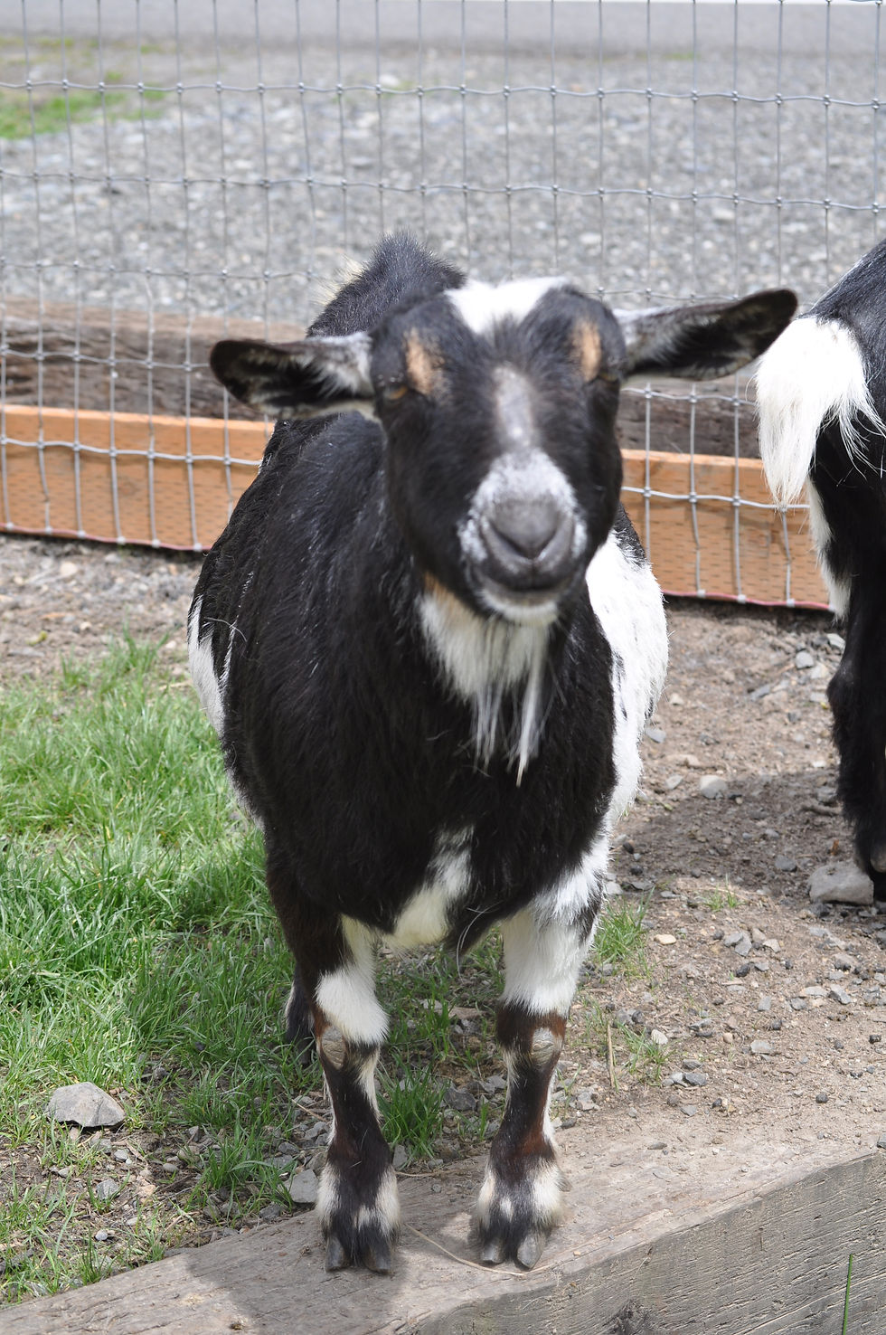Pansy at Sammamish Animal Sanctuary