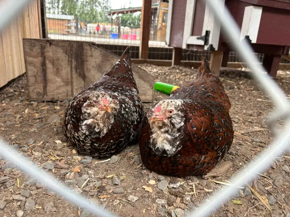 Olga and Tatiana at Sammamish Animal Sanctuary