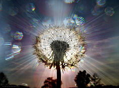 3551548997_fe2d47f399_m.jpg