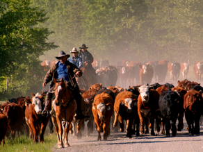 NCBA President Urges Congress to Adopt Broadly Supported Cattle Market Policies