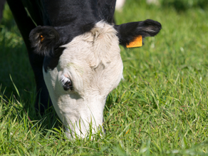 Ranch Group Celebrates Strong Calf Sale Fundraising Support at Annual Convention