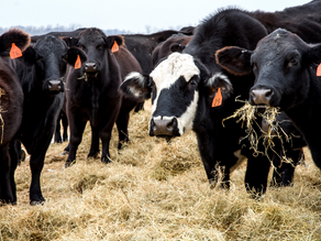 As Congress Prepares for Hearing, Ranch Group Urges Rejection of Compromised Cattle Market Reforms