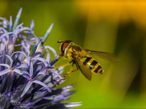 GROWMARK System Offering Pollinator Garden Program