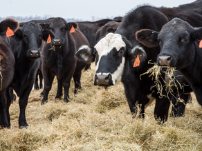 NCBA Disappointed in House Passage of Special Investigator Bill