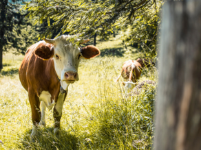 Scholarships Help Producers Attend Cattle Industry Convention