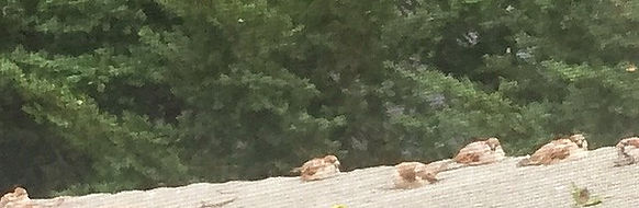 group consult_edited.jpg