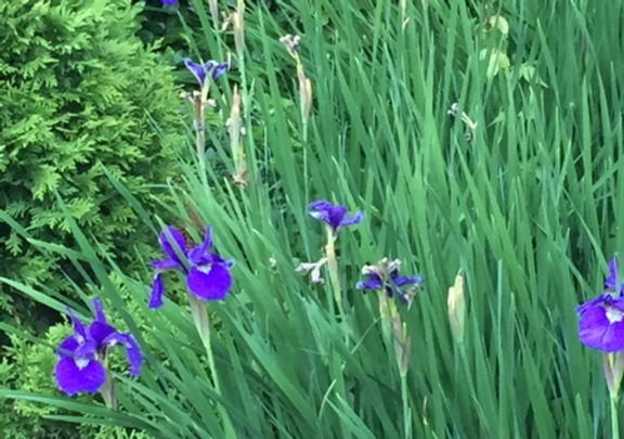Violets .JPG