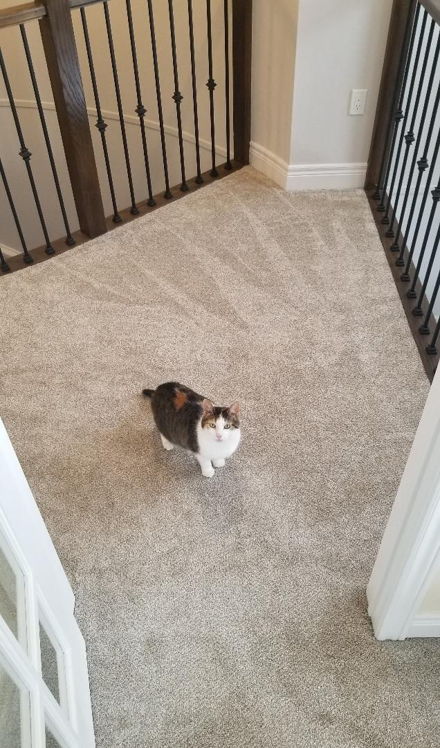 Here Kitty Kitty