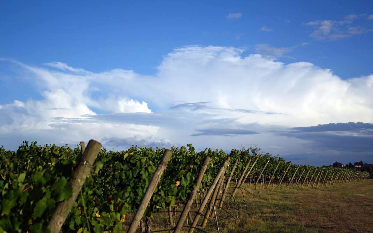 Vineyard