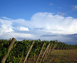 Wine Farm