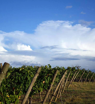 Wine Farm