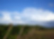 Wine Farm