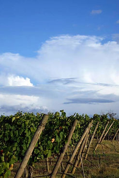 Wine Farm
