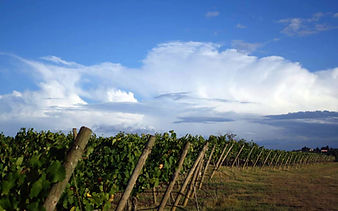 Wine Farm