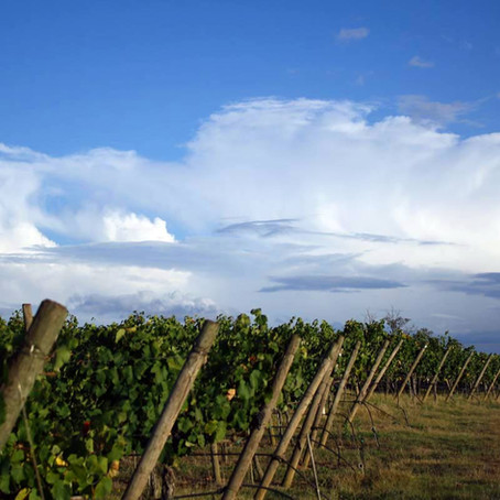 Colorado Wine Country: West Elks AVA