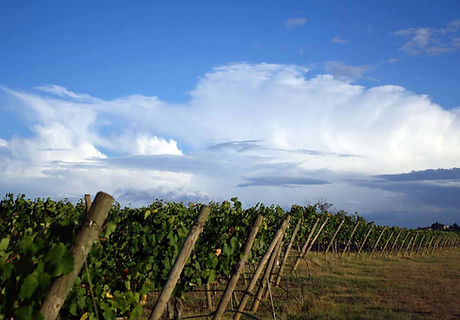 Wine Farm