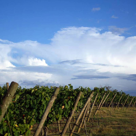 Vine Yard