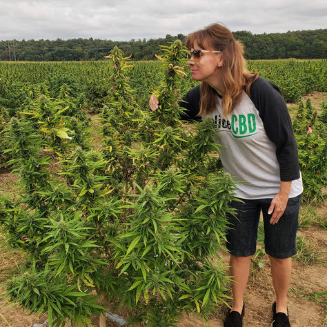 The Brains of Cannabis