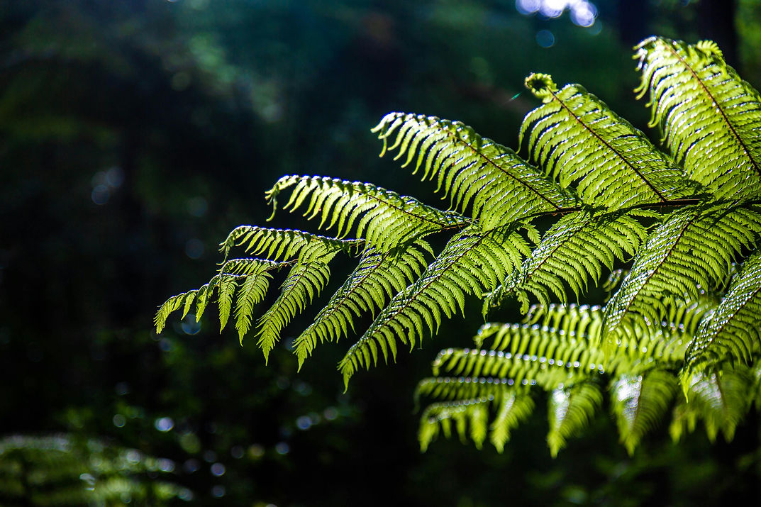 fern 2.jpeg